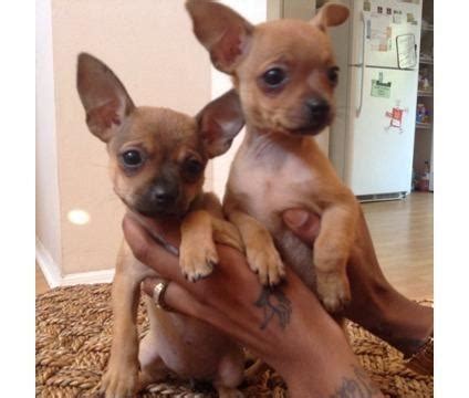 Find chihuahua puppies for sale on pets4you.com. TEACUP chihuahua for Sale in Tampa, Florida Classified ...