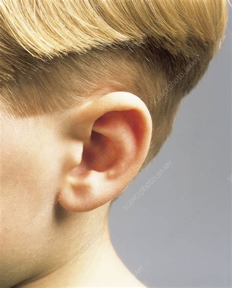 Boys Ear Stock Image P4300119 Science Photo Library