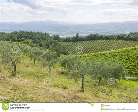Montalcino Tuscany Italy Stock Image Image Of Nature Siena 53464047