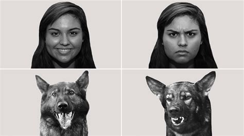 Dogs Can Read Human Emotions Science Aaas