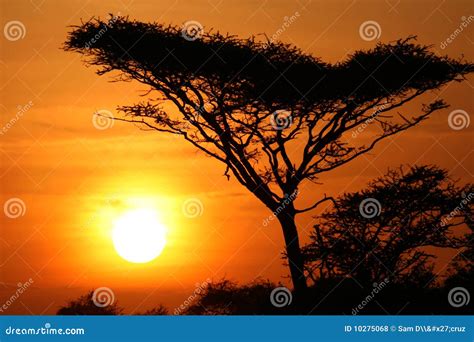 Acacia Tree Sunset Serengeti Africa Royalty Free Stock Photos Image
