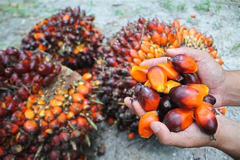 100% pure virgin red palm oil. Malaysia seeks new markets for palm oil | SME ...