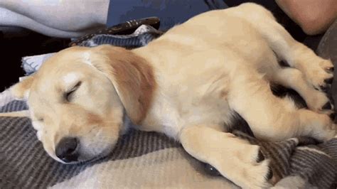 Golden Retriever GIF Golden Retriever Puppy Discover Share GIFs