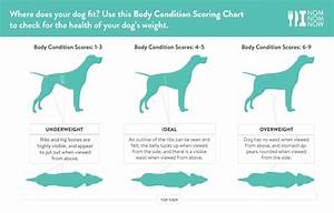 How To Tell If Your Dog Is Overweight Or Obese Modern Dog Magazine