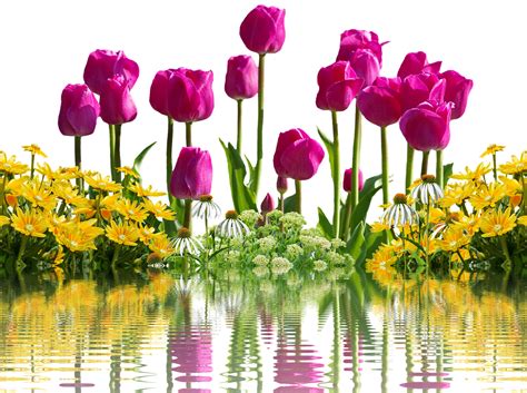 Tulips Flower Spring Free Photo On Pixabay