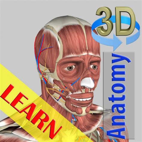 3d Bones And Organs Anatomy For Android Medical App