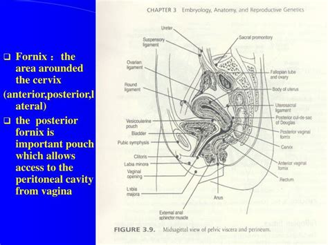 Ppt Anatomy Of Female Reproductive System Powerpoint Presentation