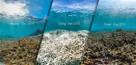 From Healthy To Dead How Coral Bleaching Is Devastating Our Oceans