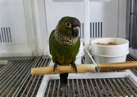 Black Capped Conure Personality Food And Care Guide With Pictures