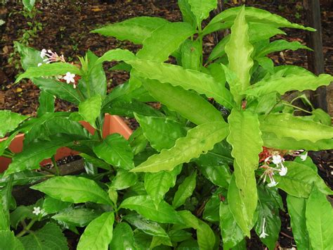 Rauwolfia Plant Rauwolfia Serpentina All Rare Herbs