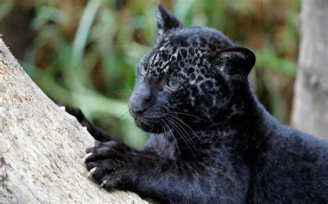 Black Leopard Baby💜 Cubs Wallpaper Tier Wallpaper Animal Wallpaper