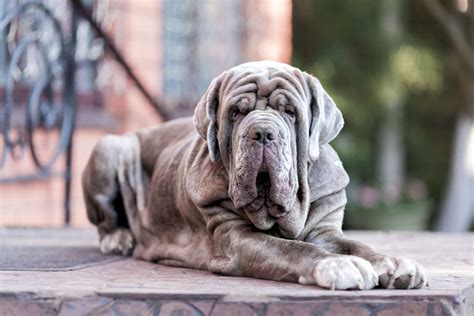 7 Different Types Of Mastiffs And How To Tell Them Apart Daily Paws