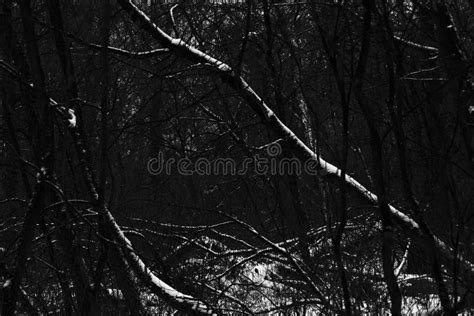 Dark Misty Forest Black Metal Forest Black And White Scary Forest