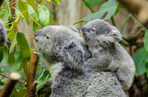 Cuddle A Koala In Far North Queensland