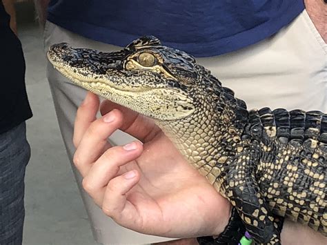 I Guess This Isnt A Standard Aww But Baby Alligators Are Pretty Damn