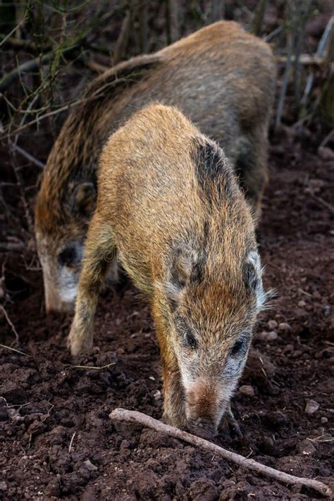 Young Wild Boar In The Forest Stock Photo Image Of Wildlife Fever