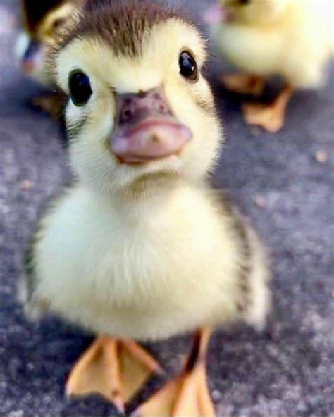 Pin By Linda Gaddy On Birds And Fowl Pet Ducks Cute Ducklings Cute