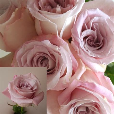 Rose Bridal Dusky Pink 60cm Wholesale Dutch Flowers Direct Florist