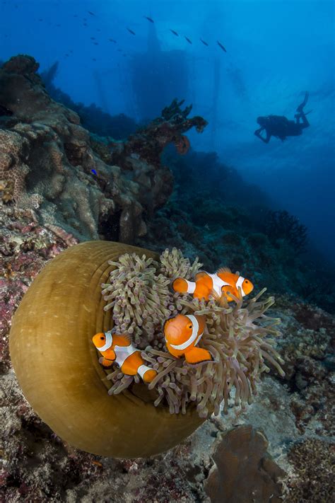 Underwater Photographer Henley Spierss Gallery World Oceans Day 2018