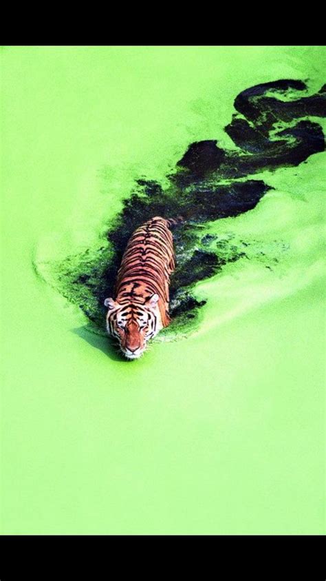 Psbattle The Tiger In This Algae Water Rphotoshopbattles