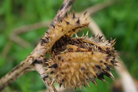 Spike Seed A Spikey Pod With Little Brown Seeds Inside Wh Flickr