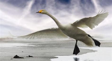 Top 10 Largest Wingspans Birds In The World