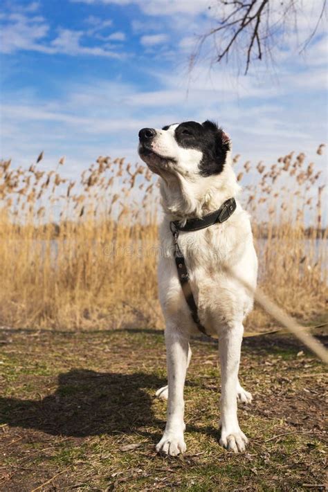 Portrait Of Big Shepherd Dog Stock Image Image Of Bodyguard Grass