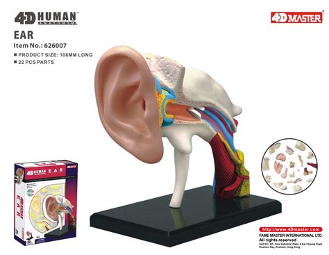 4d Human Anatomy Ear Distributors In Dubai And Middle East