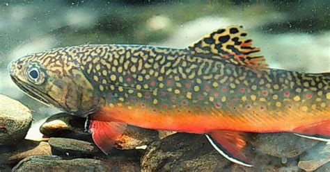 Brook Trout Fishing Beginners Guide To Catching Brook Trout