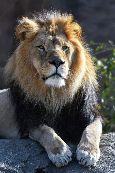 Black Maned Lion 485 Photograph By David Drew Pixels