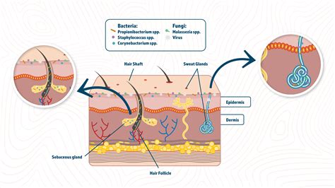 The Skin Microbiome Technology Networks