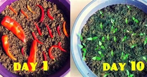 How To Grow Chillies From Chillies At Home Easiest Method Ever