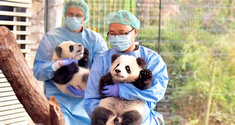 Berlins Panda Twins Ready For Public Debut Gulftoday