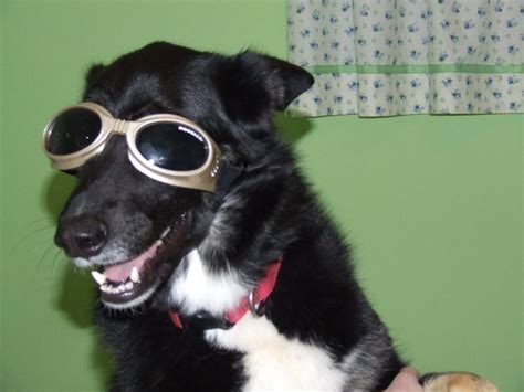 My Life In His Plans Doggles For Doggies