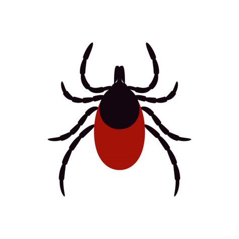 Ticks Bugs Backgrounds Illustrations Royalty Free Vector Graphics