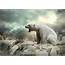 Polar Bear Animal Ice Wallpapers HD / Desktop And Mobile 