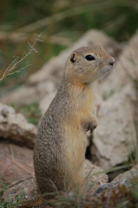 Richardsons Ground Squirrel Spermophilus Richardsonii Mammal