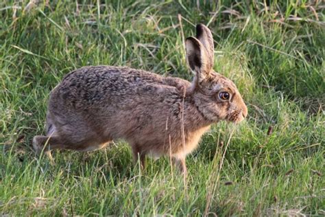 Will My Rabbit Run Away If I Let It Outside Bela Pets