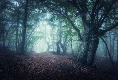 Mystical Autumn Forest In Fog By Den Belitsky On Creativemarket Foggy
