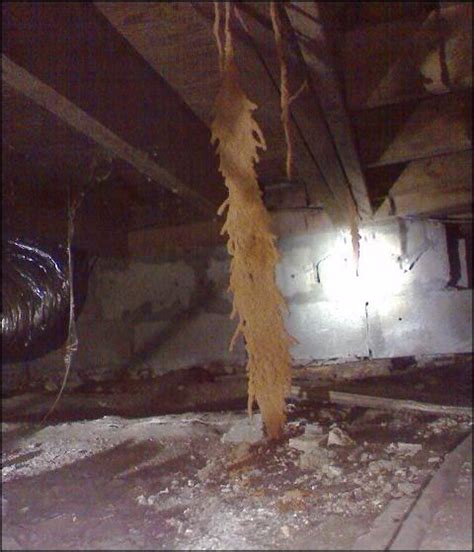 What Are Termite Mud Tubes Signs Of Termite Infestation Orkin