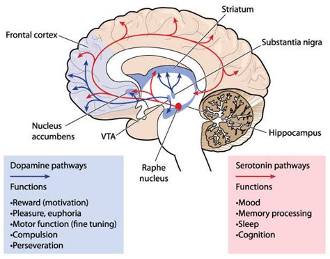 The Neuroscience Of Decision Making What Lessons Does Dopamine Offer