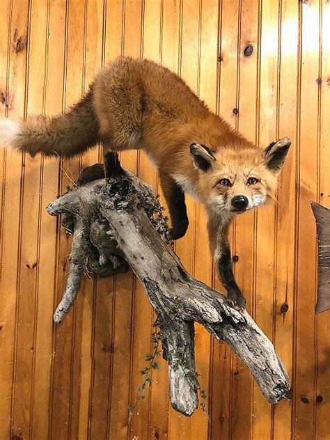 Fox Mountsfox Taxidermyfox Taxidermist In Pennsylvaniared Fox