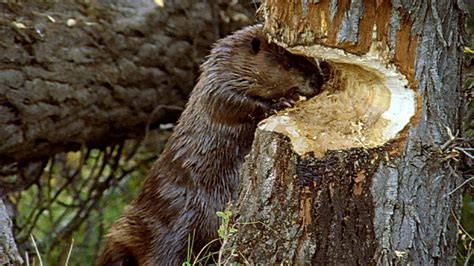 Leave It To Beavers Beaver Photos Beavers At Work Nature Pbs