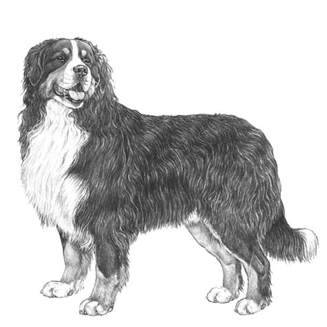 Bernese Mountain Dogs Dog Breed Info Photos Common Names And More