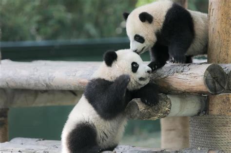 6 Month Old Panda Cubs Get Names12