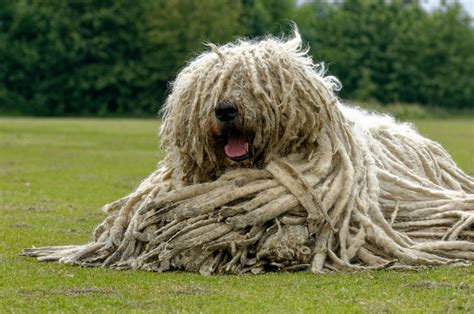 Shaggy Dog Breeds Dutch