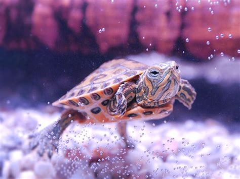 Things You Must Know Before Getting A Pet Turtle UK Pets