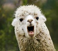 5 Different Types of Llamas (Plus Interesting Facts)