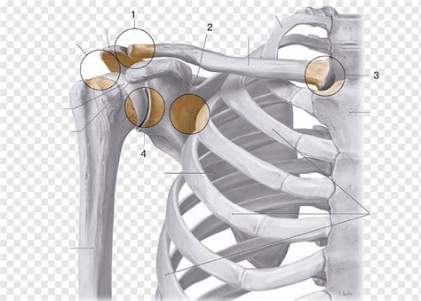 Articulación acromioclavicular articulación esternoclavicular hombro articulación anatomía