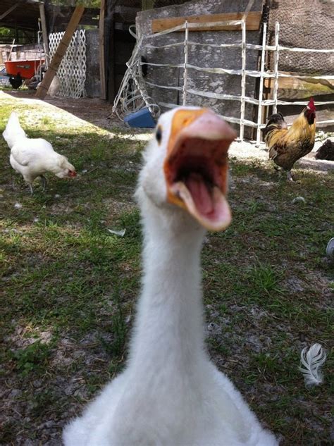 Attack Of The Goose From Rfunny Photoshopbattles